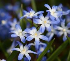 Chionodoxa Forbesii